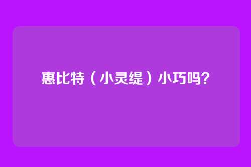 惠比特(小灵缇)小巧吗?
