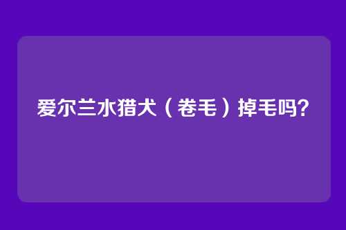 爱尔兰水猎犬(卷毛)掉毛吗?