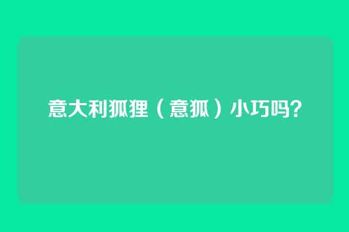 意大利狐狸（意狐）小巧吗？