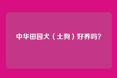 中华田园犬(土狗)好养吗?