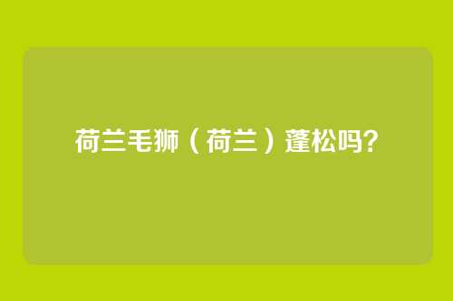 荷兰毛狮(荷兰)蓬松吗?