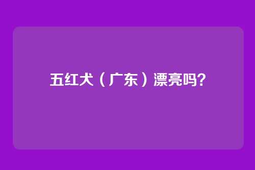 五红犬(广东)漂亮吗?