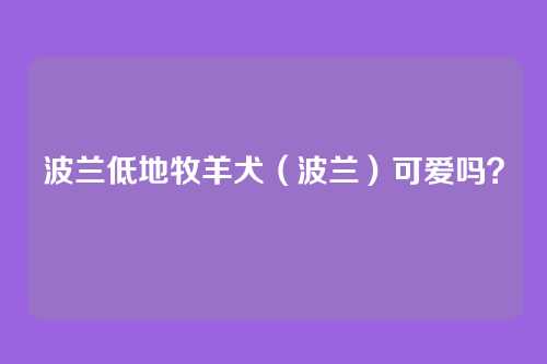 波兰低地牧羊犬（波兰）可爱吗？