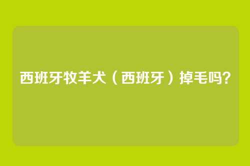 西班牙牧羊犬（西班牙）掉毛吗？