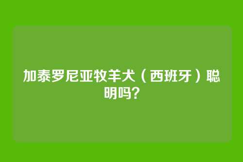 加泰罗尼亚牧羊犬（西班牙）聪明吗？
