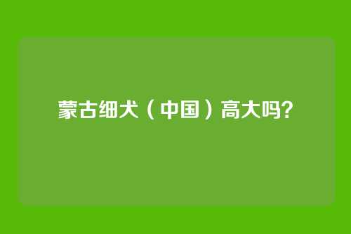 蒙古细犬（中国）高大吗？