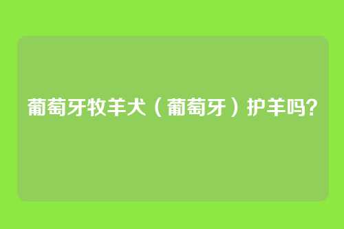 葡萄牙牧羊犬（葡萄牙）护羊吗？