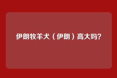 伊朗牧羊犬(伊朗)高大吗?