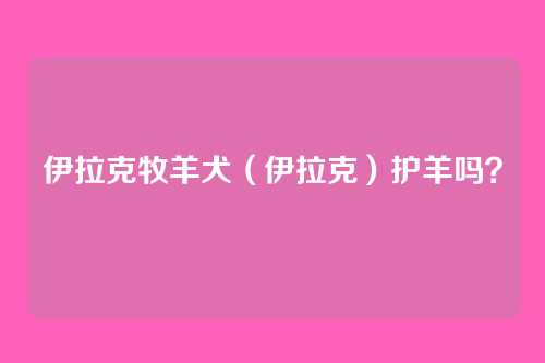 伊拉克牧羊犬（伊拉克）护羊吗？