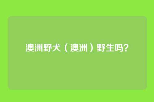 澳洲野犬（澳洲）野生吗？