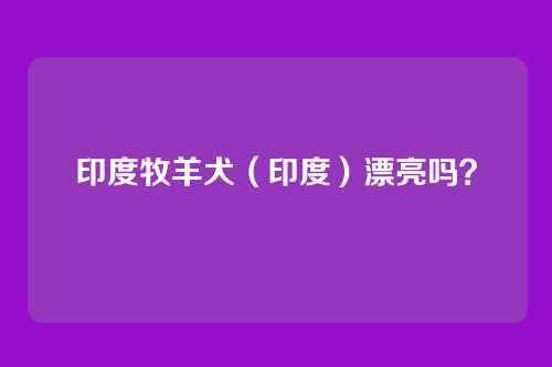 印度牧羊犬(印度)漂亮吗?