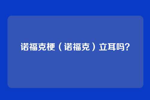 诺福克梗(诺福克)立耳吗?