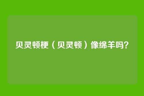 贝灵顿梗（贝灵顿）像绵羊吗？