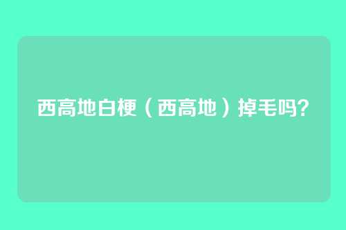 西高地白梗(西高地)掉毛吗?