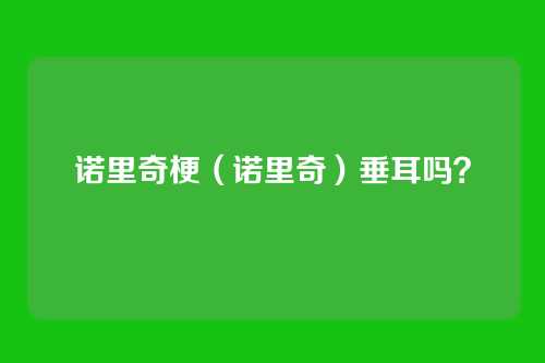 诺里奇梗(诺里奇)垂耳吗?