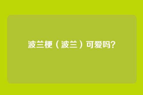 波兰梗（波兰）可爱吗？