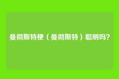 曼彻斯特梗(曼彻斯特)聪明吗?