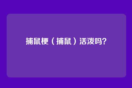 捕鼠梗(捕鼠)活泼吗?