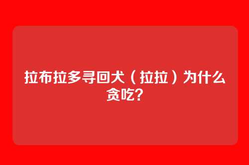 拉布拉多寻回犬(拉拉)为什么贪吃?
