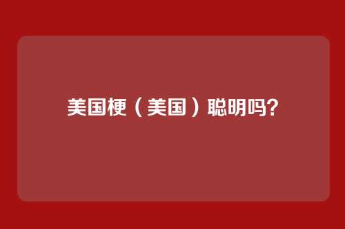 美国梗(美国)聪明吗?