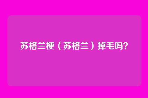 苏格兰梗（苏格兰）掉毛吗？