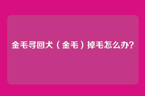 金毛寻回犬(金毛)掉毛怎么办?