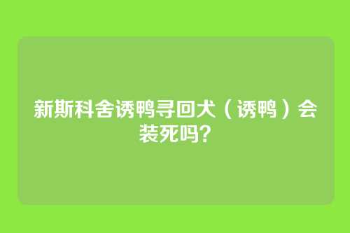 新斯科舍诱鸭寻回犬(诱鸭)会装死吗?