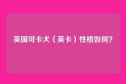英国可卡犬（英卡）性格如何？