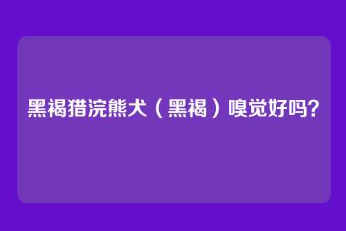 黑褐猎浣熊犬（黑褐）嗅觉好吗？