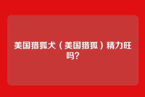 美国猎狐犬(美国猎狐)精力旺吗?