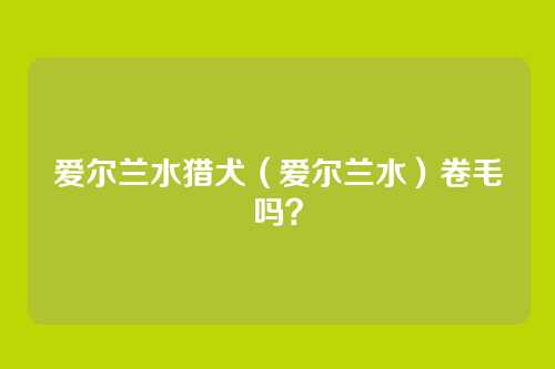 爱尔兰水猎犬(爱尔兰水)卷毛吗?