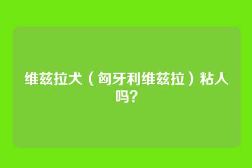 维兹拉犬（匈牙利维兹拉）粘人吗？