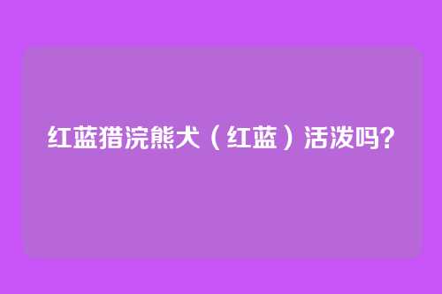 红蓝猎浣熊犬(红蓝)活泼吗?