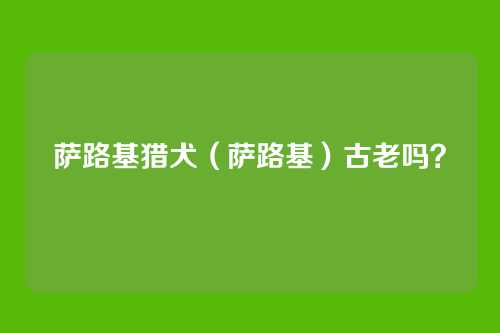 萨路基猎犬(萨路基)古老吗?