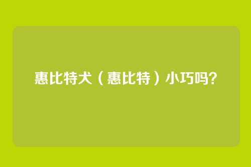 惠比特犬(惠比特)小巧吗?