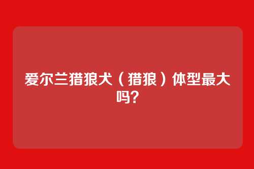爱尔兰猎狼犬(猎狼)体型最大吗?