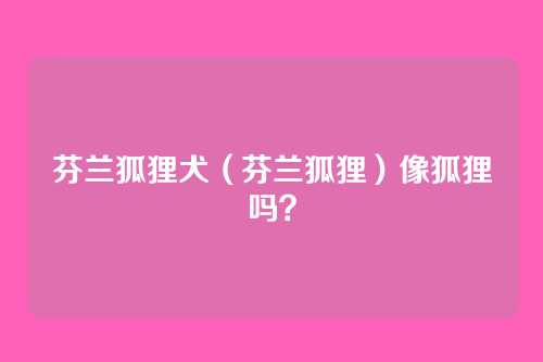 芬兰狐狸犬(芬兰狐狸)像狐狸吗?