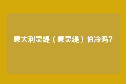 意大利灵缇(意灵缇)怕冷吗?