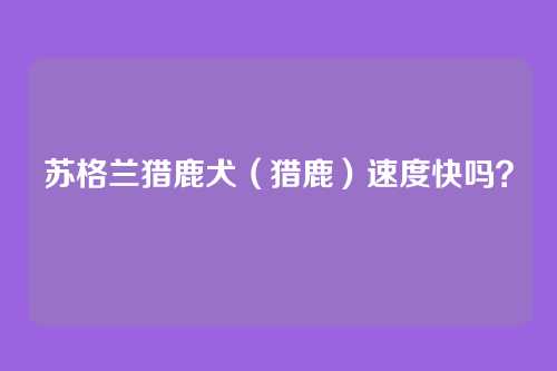 苏格兰猎鹿犬（猎鹿）速度快吗？