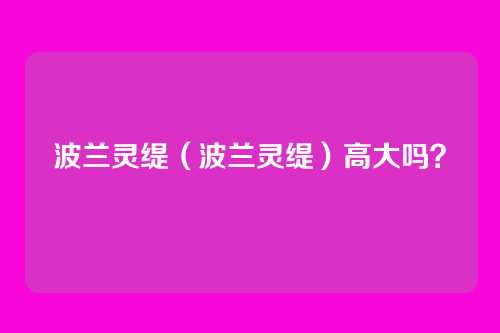 波兰灵缇(波兰灵缇)高大吗?
