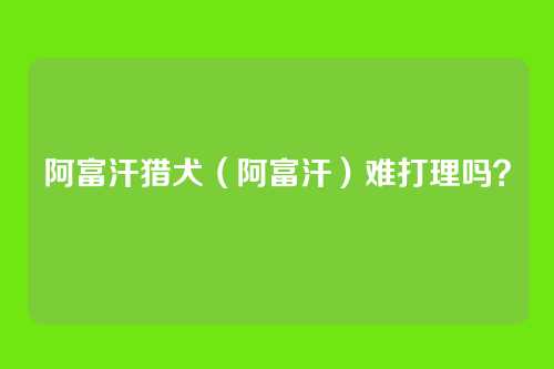 阿富汗猎犬(阿富汗)难打理吗?