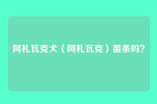 阿札瓦克犬(阿札瓦克)苗条吗?