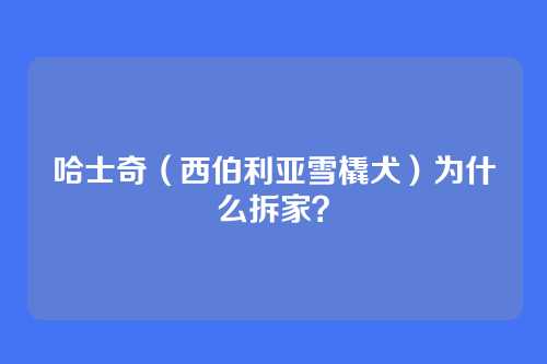 哈士奇(西伯利亚雪橇犬)为什么拆家?