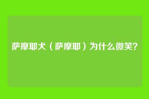 萨摩耶犬(萨摩耶)为什么微笑?