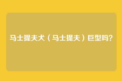 马士提夫犬（马士提夫）巨型吗？