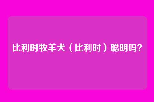 比利时牧羊犬(比利时)聪明吗?