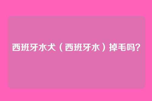 西班牙水犬(西班牙水)掉毛吗?