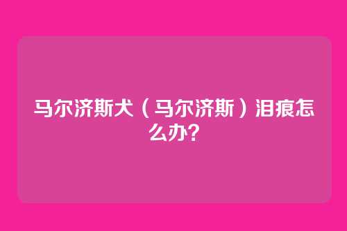 马尔济斯犬（马尔济斯）泪痕怎么办？