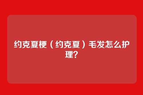 约克夏梗(约克夏)毛发怎么护理?