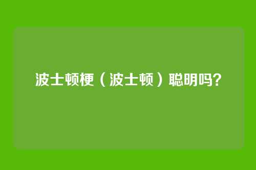 波士顿梗(波士顿)聪明吗?